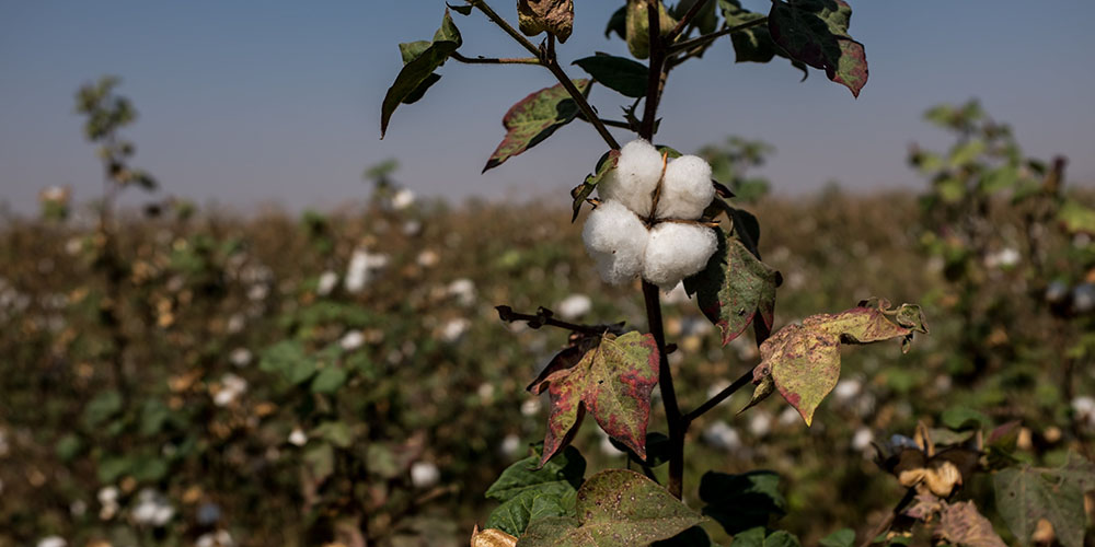 Supply Chain Mapping