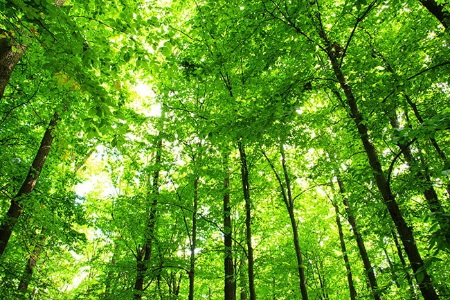 IMVO convenant bevorderen duurzaam bosbeheer