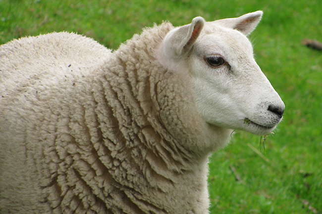 Schaap