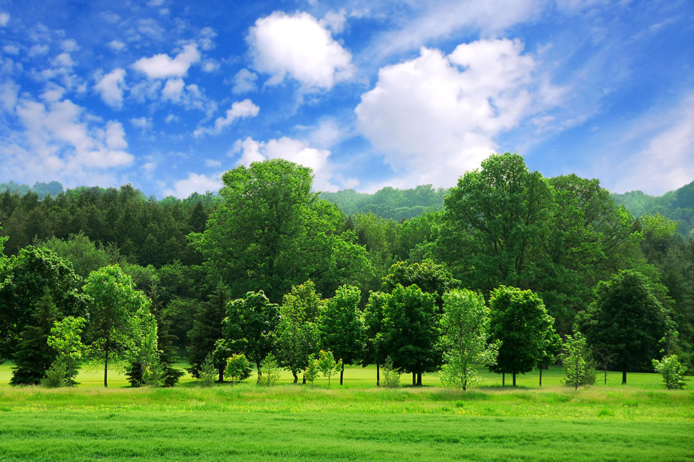 Bomen