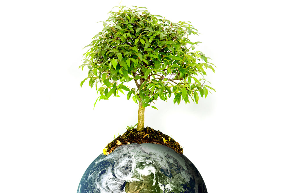 Boom op de wereld. Biodiversiteit.