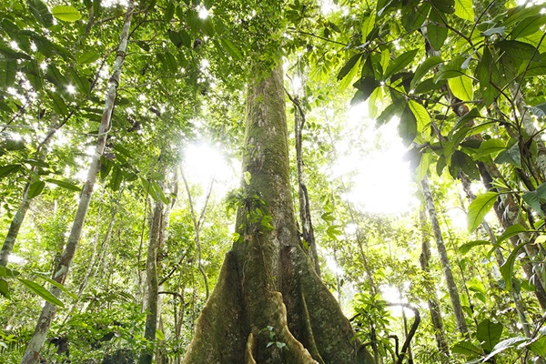 Grote boom in tropisch regenwoud