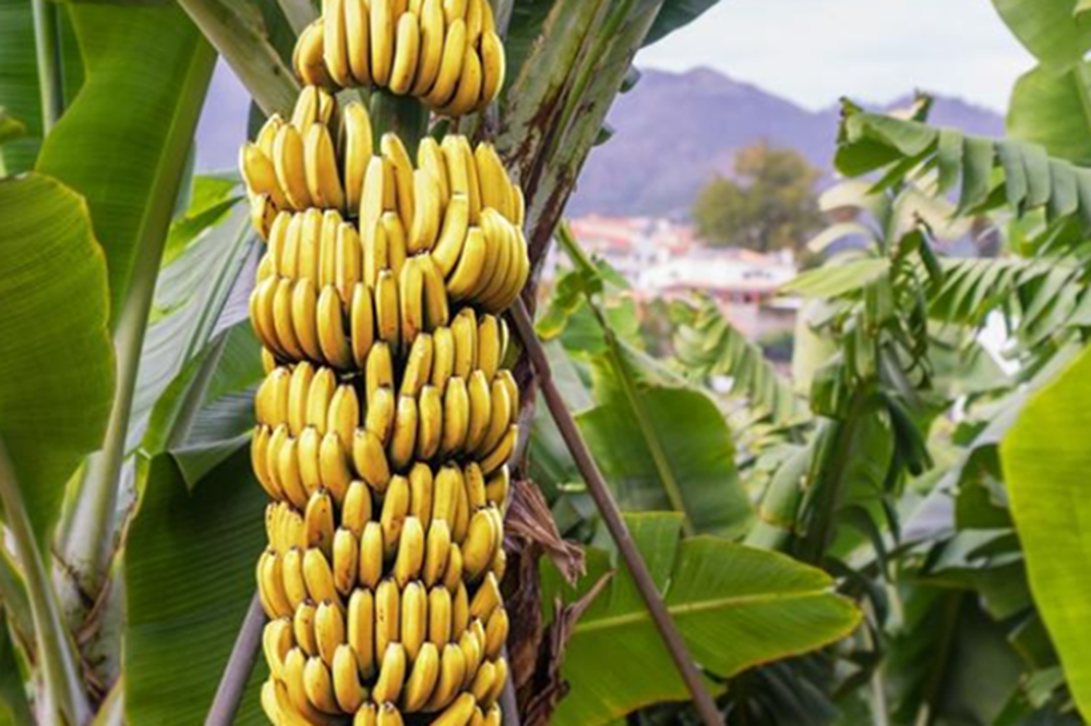 Nederlandse supermarkten streven naar leefbaar loon in de bananensector