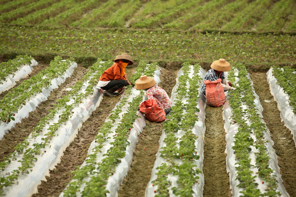 Three Asian workers in a field with crops. Illustration for IRBC agreements.