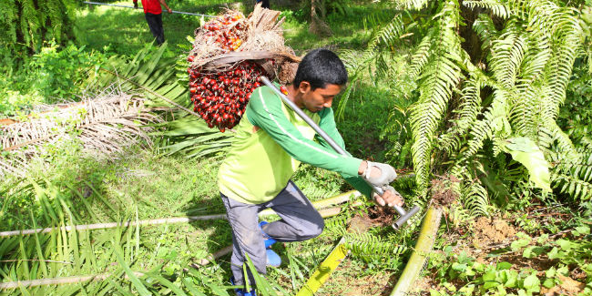 Palm oil worker