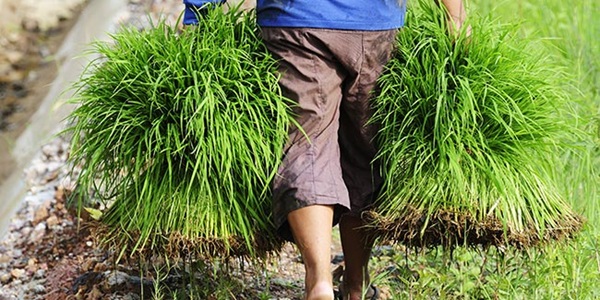 Landbouwer die loopt met bossen rijstplantjes in Azië. Illustratie bij IMVO Convenanten.