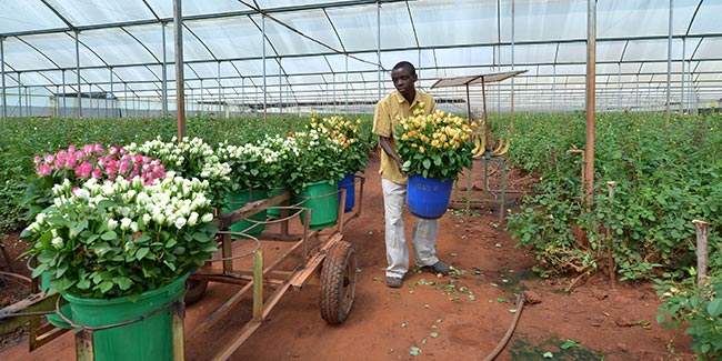 Man working in a rose nursery. Illustration for IRBC agreements.