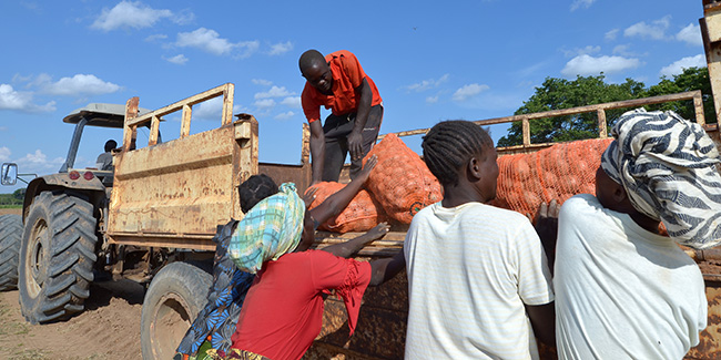 Voedingsmiddelen: Boeren laden aardappelen in